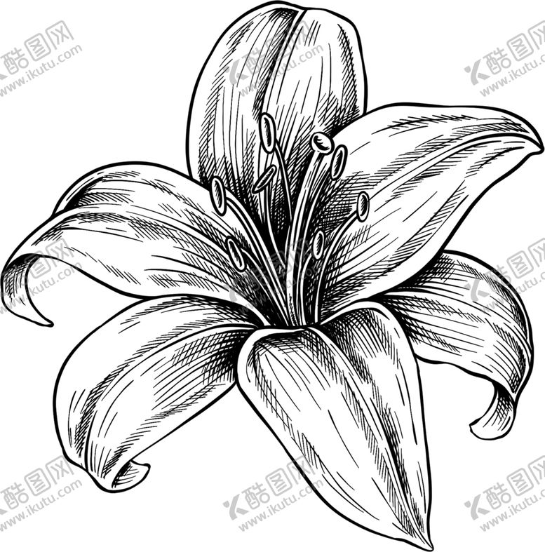 编号：97624005130713555462【酷图网】源文件下载-花蕊素描图片