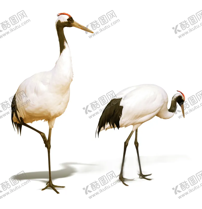 编号：77120606272350433273【酷图网】源文件下载-丹顶鹤