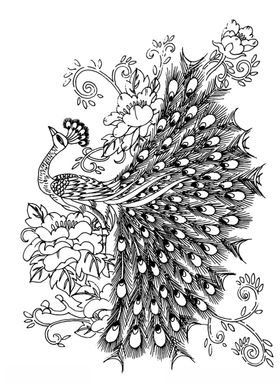 孔雀白描