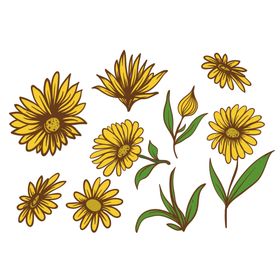 菊花素材