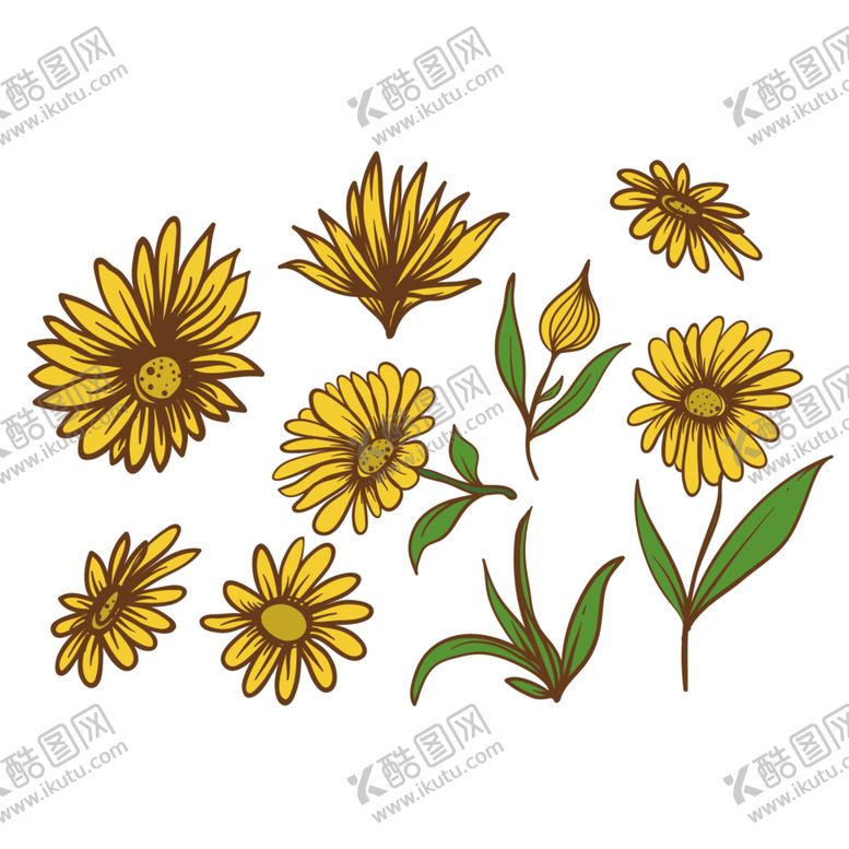 编号：59345706301337013224【酷图网】源文件下载-菊花素材