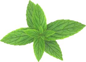 薄荷