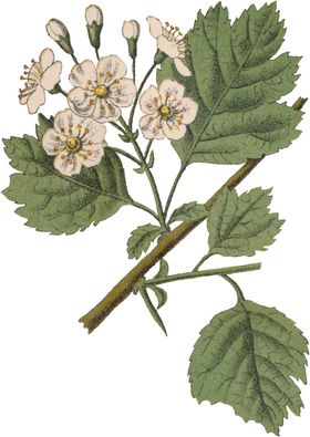 花草插画