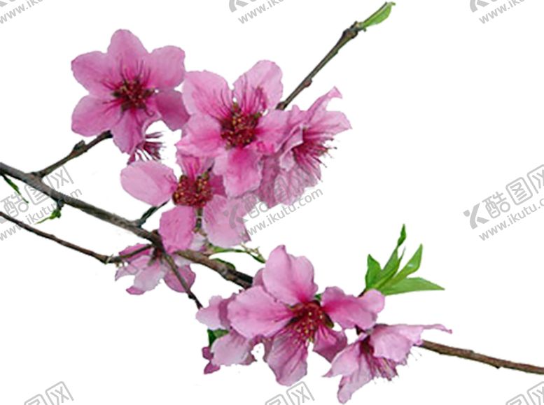 编号：49184709260051101866【酷图网】源文件下载-鲜花素材