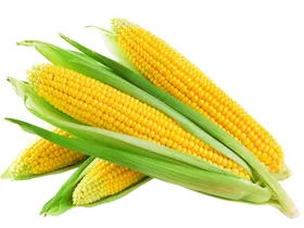 玉米学校食堂光盘行动节约粮食