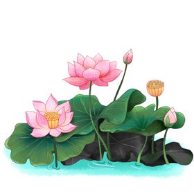水墨荷花荷叶池塘花骨朵国画手绘