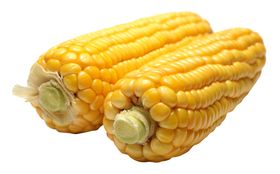 玉米图片精品蔬菜蔬菜特写分层