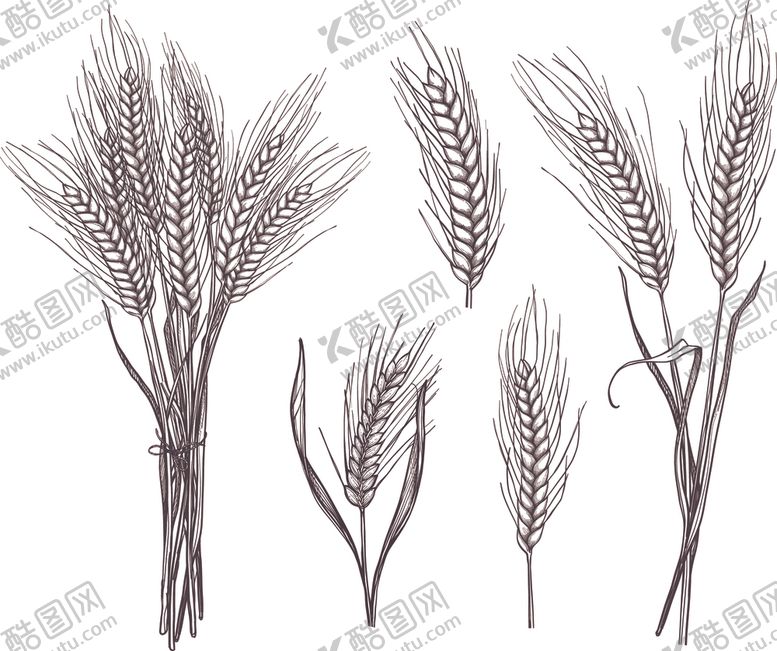 编号：73377609271301059853【酷图网】源文件下载-麦穗图标