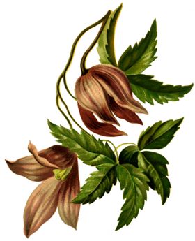 免抠背景干花枯花