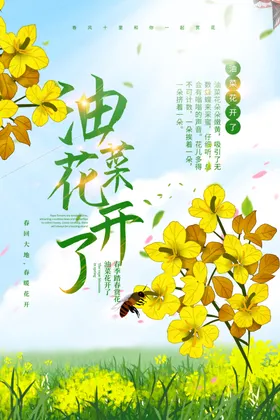 油菜花开