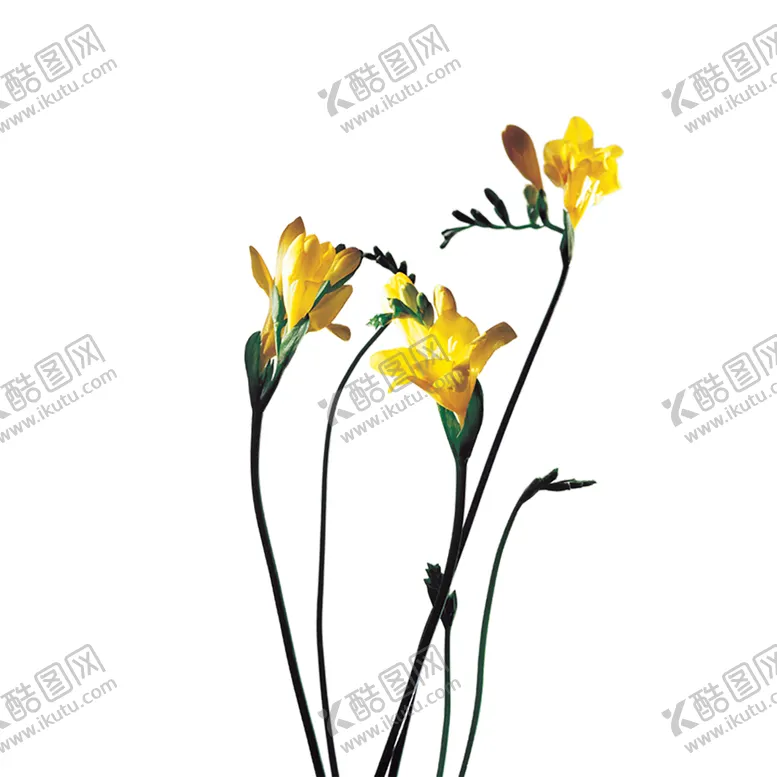 编号：97038206300435034997【酷图网】源文件下载-绿色植物