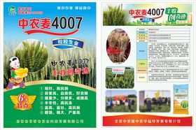 小麦彩页麦种宣传农业彩页