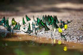 蝴蝶虫类生物世界摄影昆虫