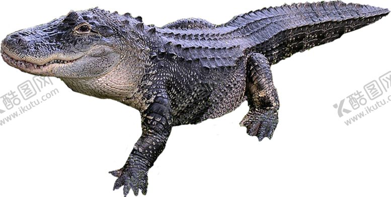 编号：75020905071300426952【酷图网】源文件下载-鳄鱼