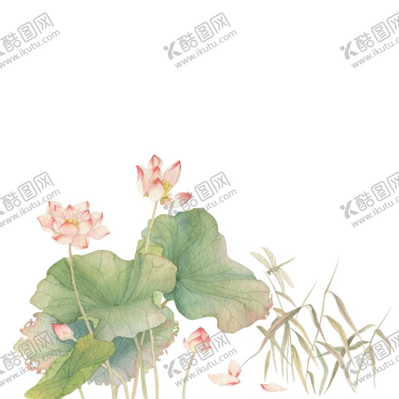 编号：52331901251543595835【酷图网】源文件下载-荷花素材
