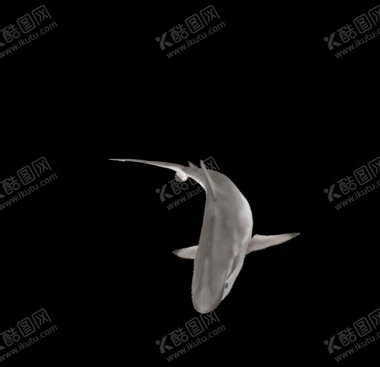 编号：43600610242352205890【酷图网】源文件下载-海洋生物
