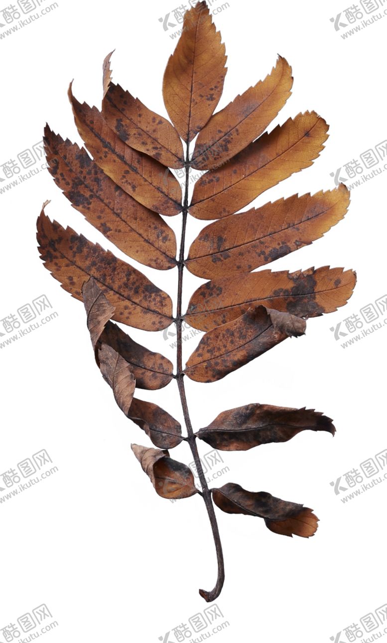 编号：97314010310755582549【酷图网】源文件下载-树叶