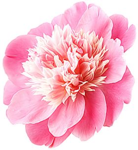 牡丹花