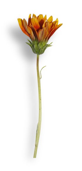 免抠背景干花枯花