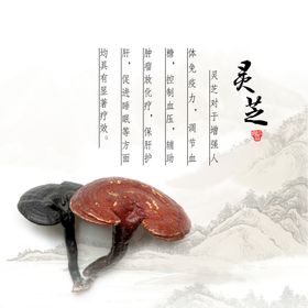 灵芝海报