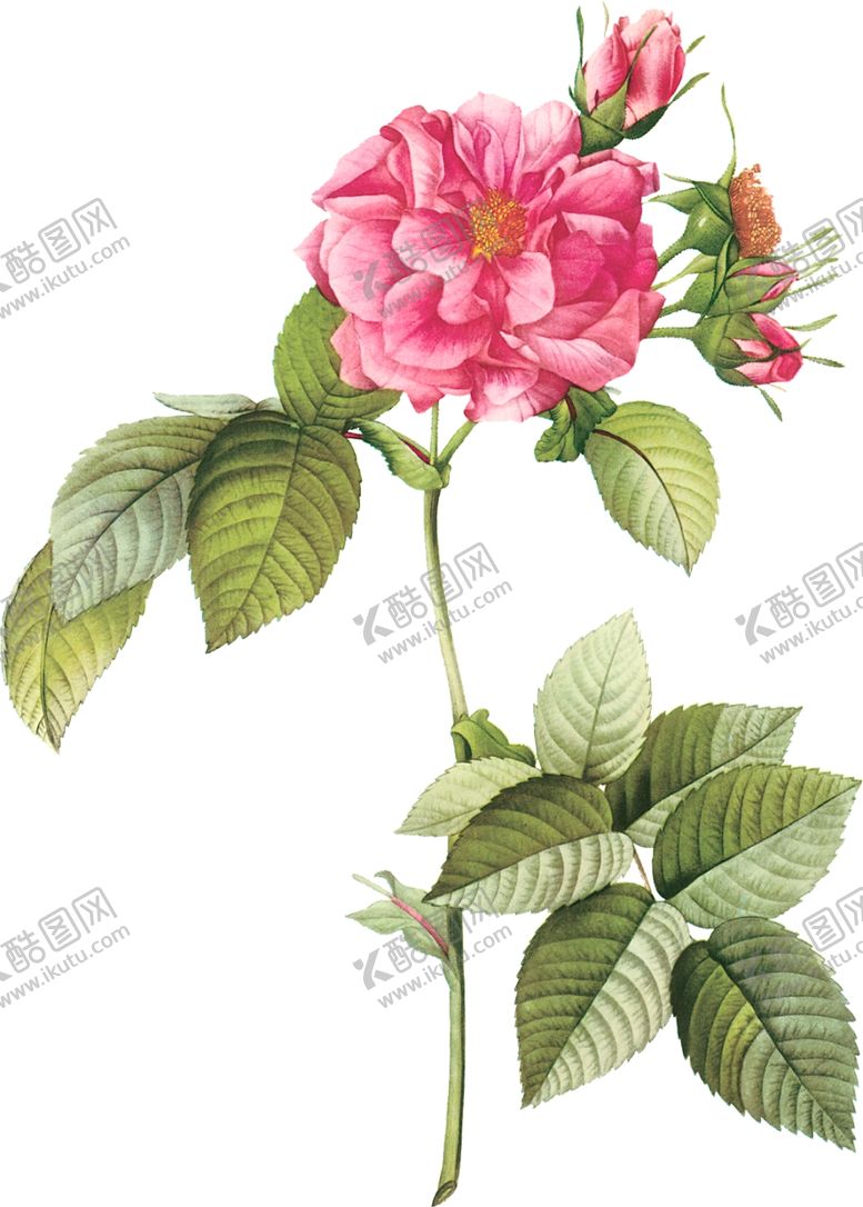 编号：32001401210630045210【酷图网】源文件下载-花卉素材