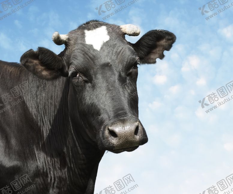 编号：63976910281945188767【酷图网】源文件下载-黑牛素材
