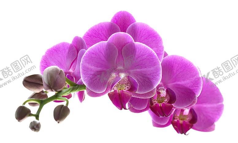 编号：81067810030553391150【酷图网】源文件下载-鲜花素材