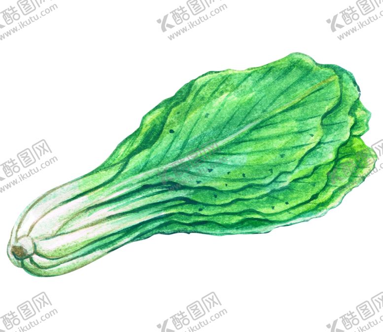 编号：35122210012105367871【酷图网】源文件下载-蔬菜