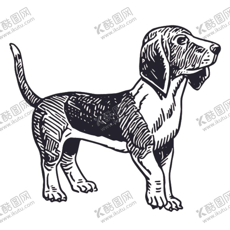 编号：54585610292104417197【酷图网】源文件下载-家禽动物线稿绘画图案