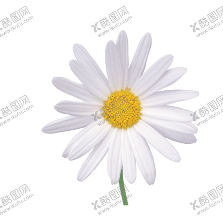 编号：64445305190444198789【酷图网】源文件下载-菊花