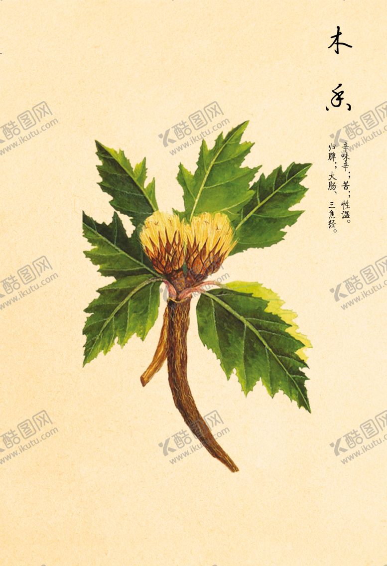 编号：76448510010214433047【酷图网】源文件下载-木香