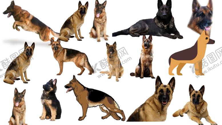 编号：52522007080436177417【酷图网】源文件下载-德牧犬png免扣图片