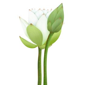 花朵绿叶插画清新海报素材