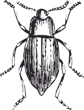 自然昆虫标本插画