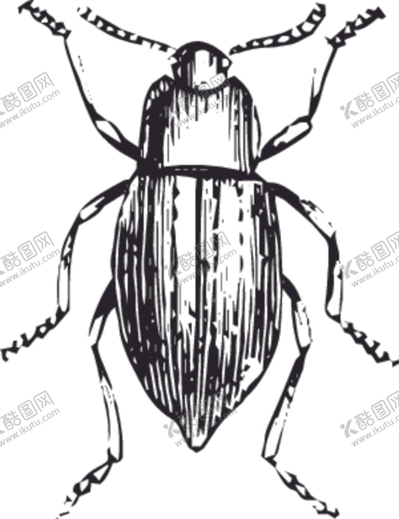 编号：44391509232031254617【酷图网】源文件下载-自然昆虫标本插画