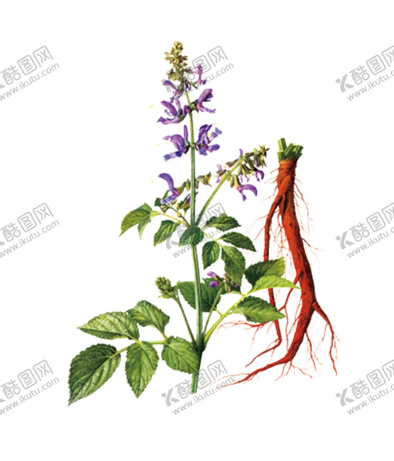 编号：18890905111352418858【酷图网】源文件下载-草本植物药材