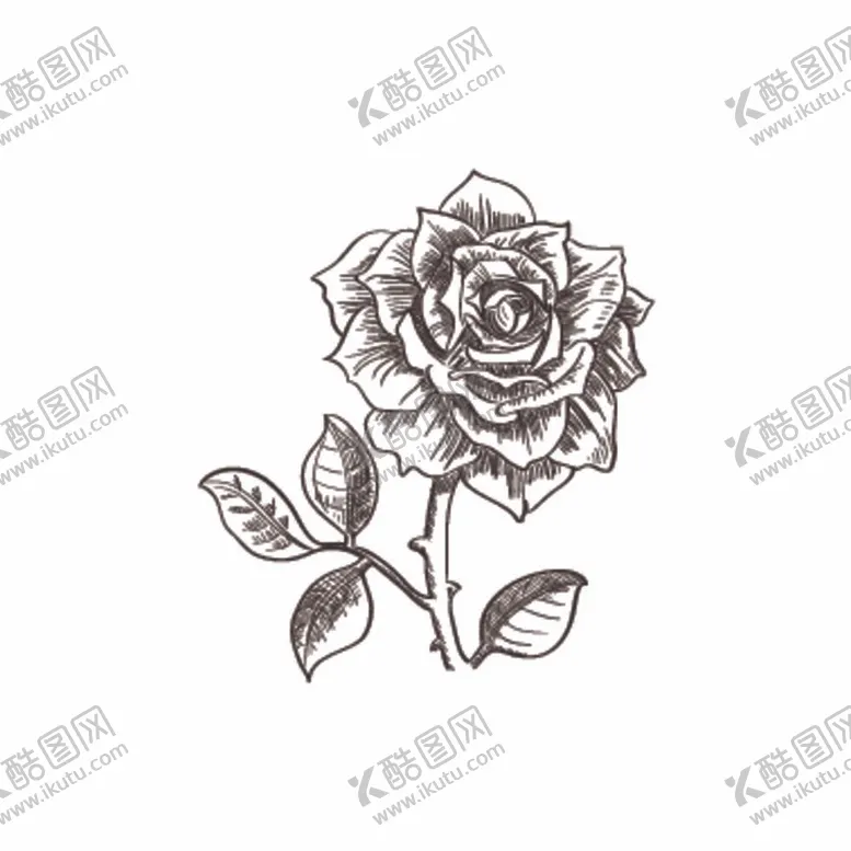 编号：64508612050354512351【酷图网】源文件下载-玫瑰线稿