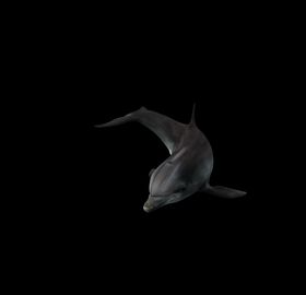 海洋生物