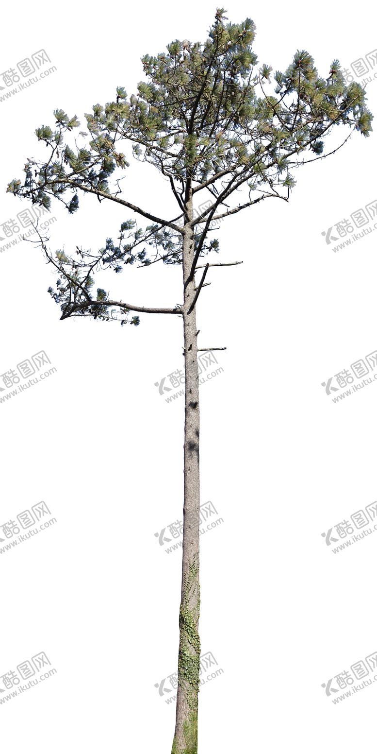 编号：84767907090721555294【酷图网】源文件下载-透明大树图片绿色植物