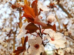 桃花侧面图片