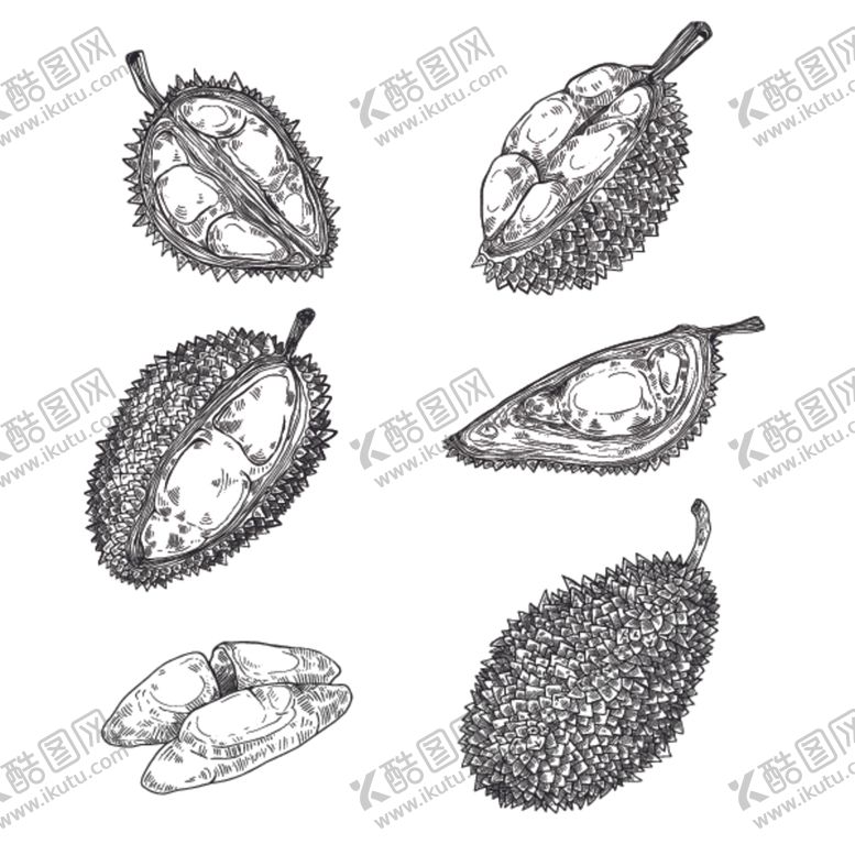 编号：62837805061324301164【酷图网】源文件下载-榴莲水果蔬菜
