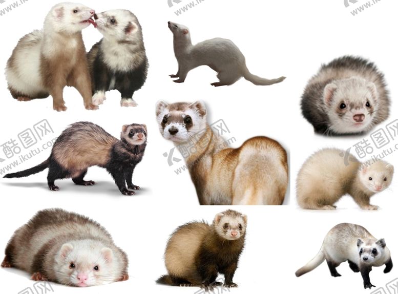 编号：26573109201657535445【酷图网】源文件下载-雪貂png免扣高清素材