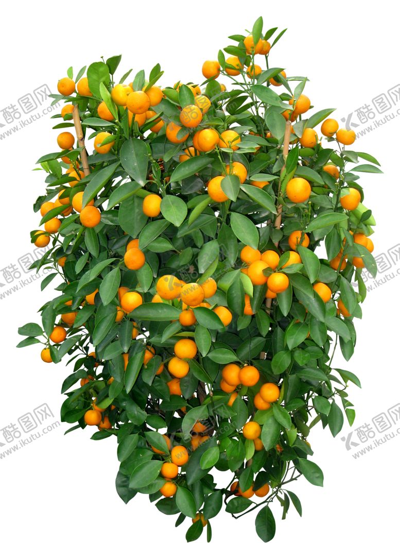 编号：99189910300507015812【酷图网】源文件下载-免扣树木素材