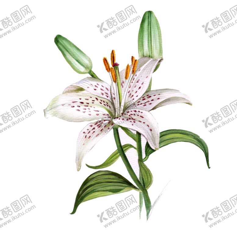 编号：80513806161639285137【酷图网】源文件下载-亚洲百合花卉图形手绘花朵