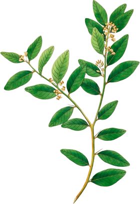 手绘花草植物素材图片