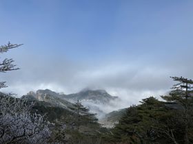 黄山云海雾松