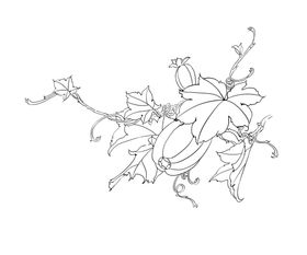 工笔花卉兰花