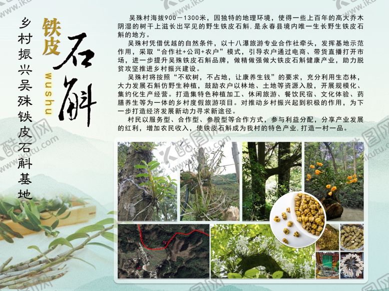 编号：89763409190421434146【酷图网】源文件下载-铁皮石斛