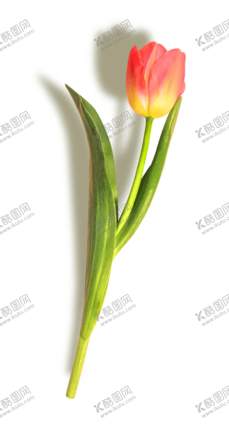 编号：23320704210430549064【酷图网】源文件下载-水仙花