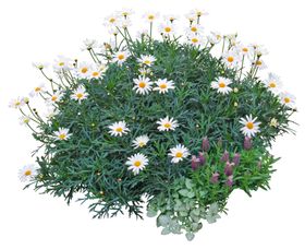 免扣植物素材图片围栏假山竹子